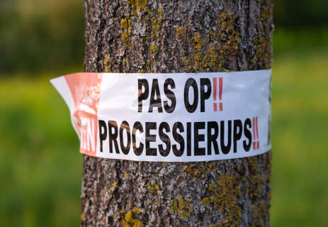 Pas Op Processierups